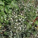 Gypsophila paniculata 'Bristol Ruby'